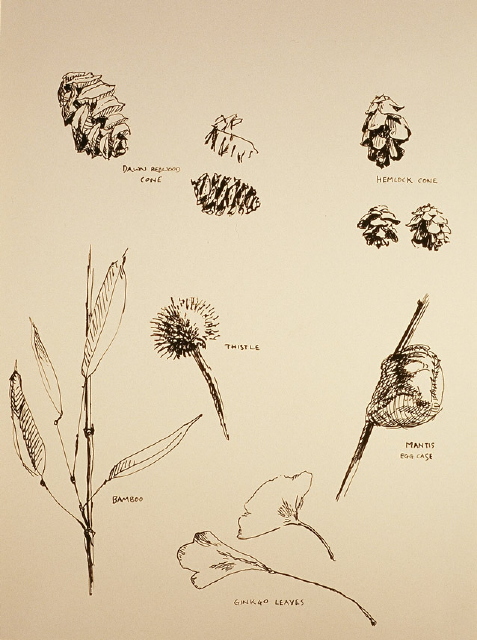 Cones & Leaves - click for larger image