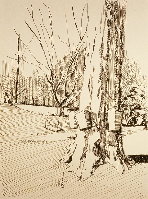 Pendle Hill Sugar Maple - click for larger image
