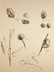 Cones and Leaves