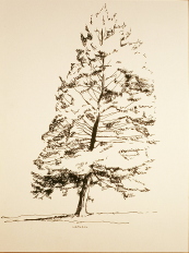 Pendle Hill Hemlock