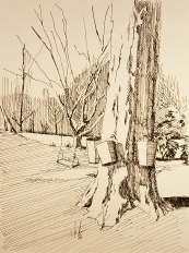 Pendle Hill Sugar Maple